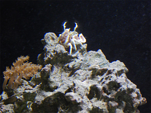 porcelain crab