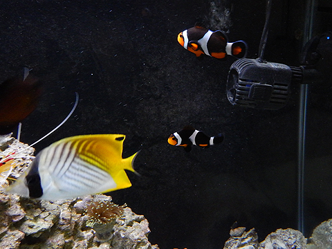 my fish-clowns and butterfly