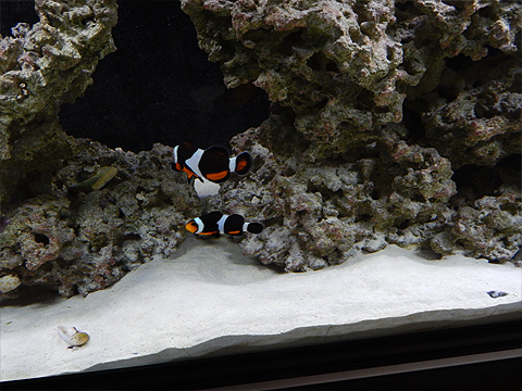 my fish-clowns