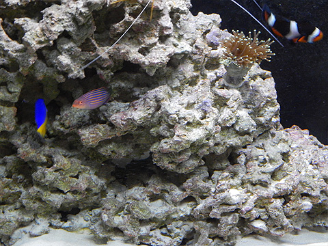 my fish-sixline wrasse