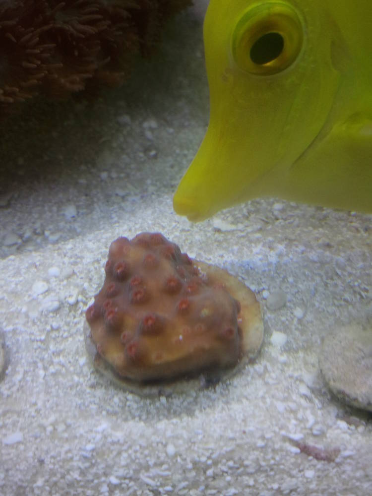New Meteor Shower Cyphastrea (Photobomb courtesy of Herbie the Yellow Tang)
