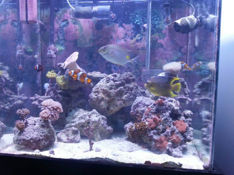 our 50 gallon