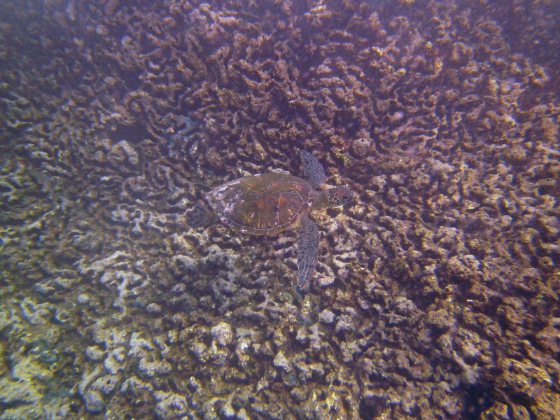 Above Tidal zone