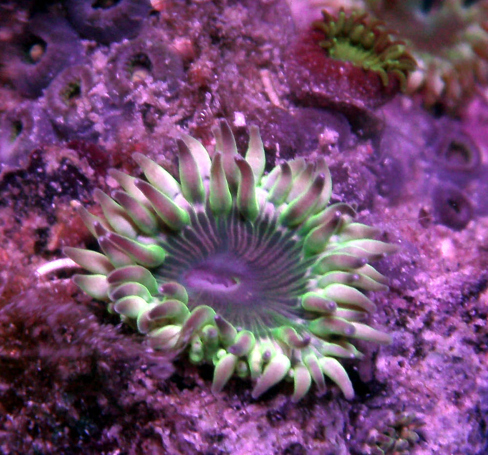 3rd generation tank raised polyp.