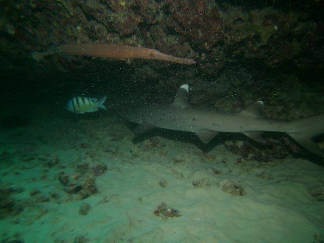 30 feet. 3ish feet long.