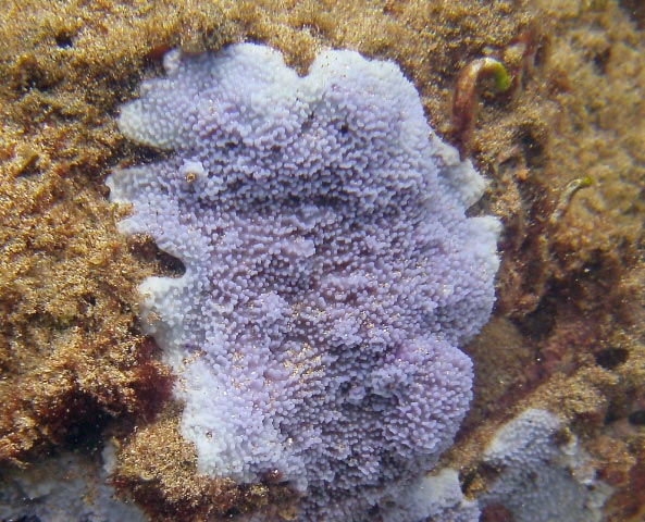 In wild, tidal zone, extreme light, dangerous current zone. 4 feet of water.