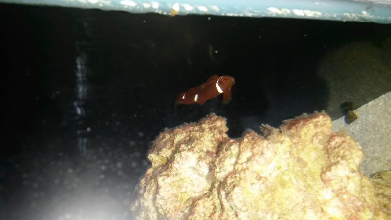new tank progression