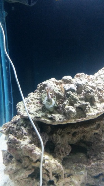 new polyp frag