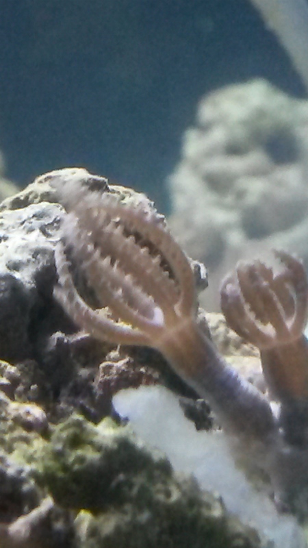 new polyp frag