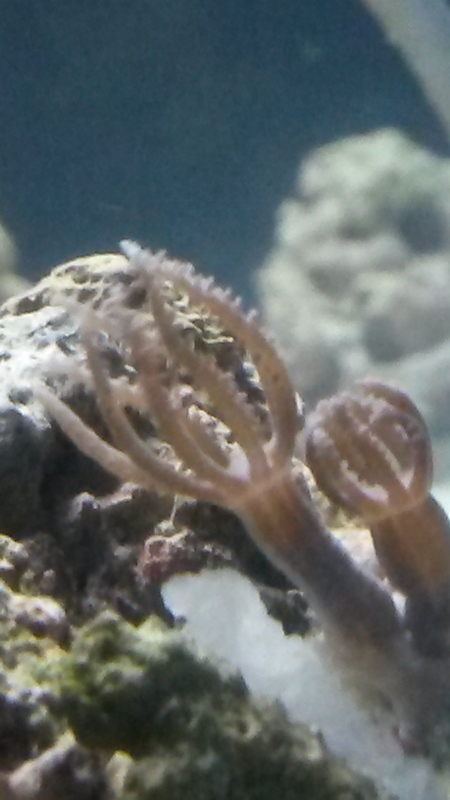 new polyp frag