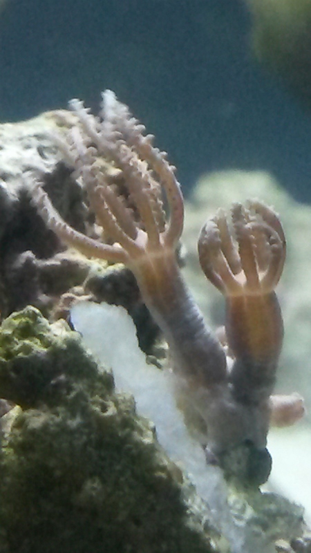 new polyp frag