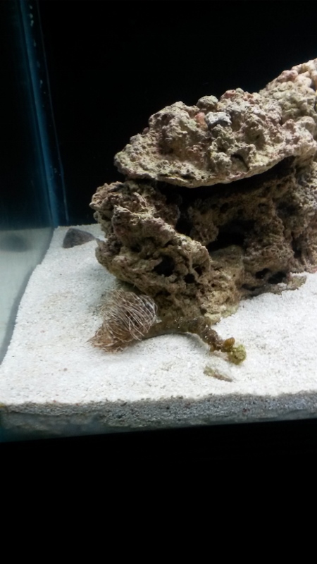 100G reef tank week 3