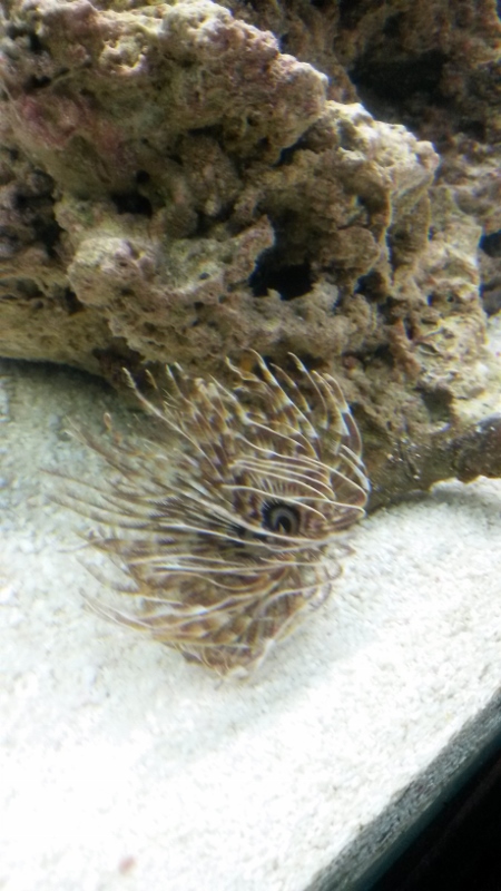 100G reef tank week 3