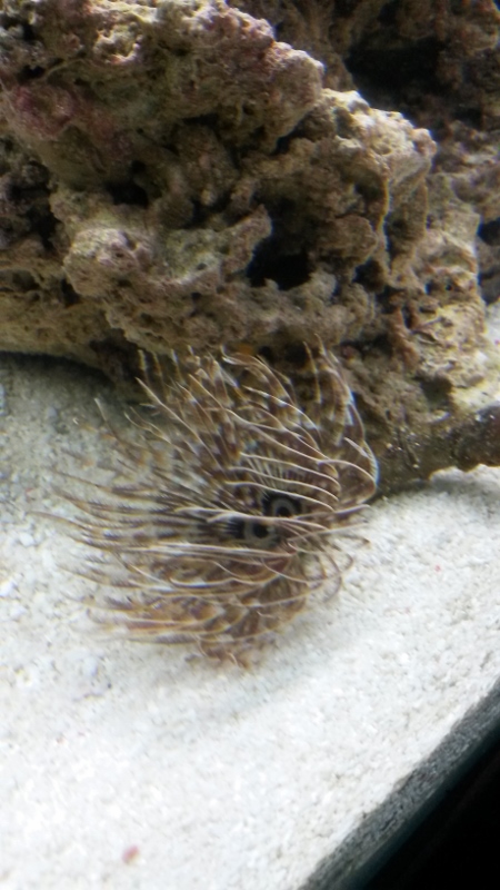 100G reef tank week 3