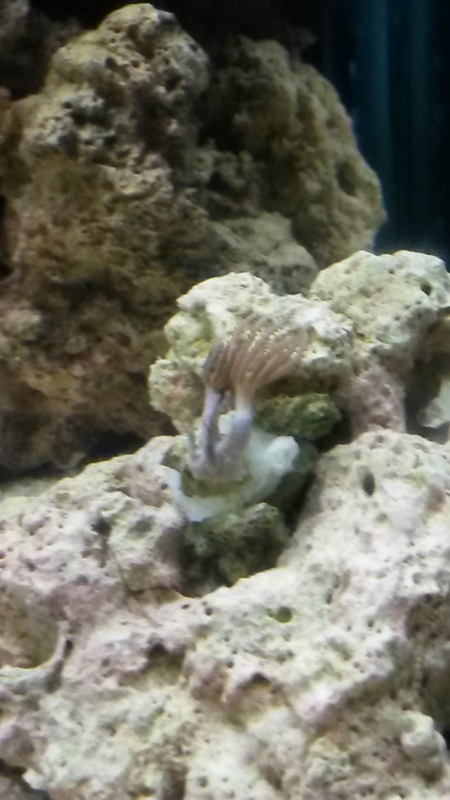 100G reef tank week 3