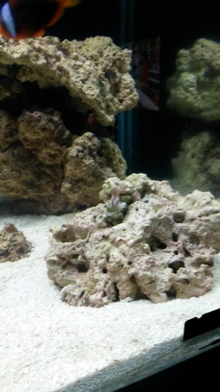 100G reef tank week 3