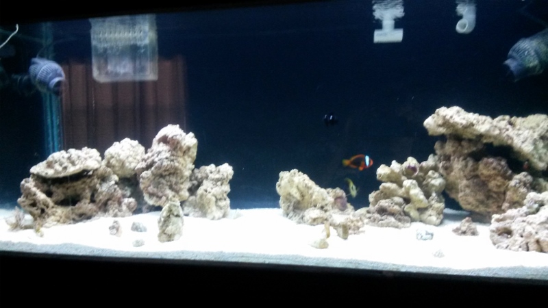 100G reef tank week 3