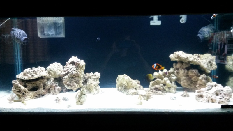 100G reef tank week 3