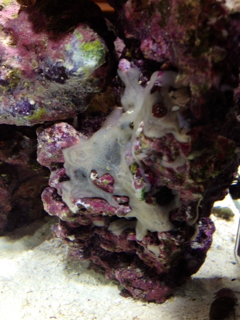 This website &amp; my aquarium are new to me. (The aquarium was set up 2 weeks ago).<br />
Can...