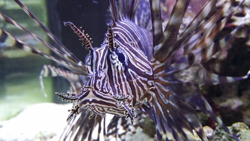 Lionfish
