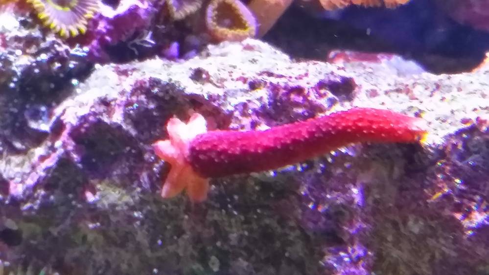 Linckia arm growing a body
