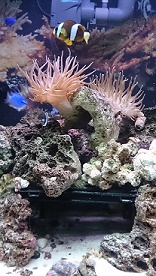 tank1