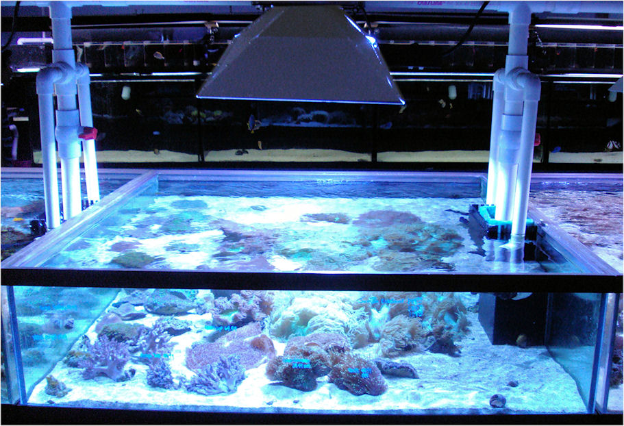Hamilton Technology Cabo Sun 14,000K over a 4 Ft x 4 Ft Tank