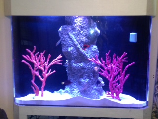 2 triggers, 2 Wrasses, 1 Tang, 1 Puffer, 1 Clown