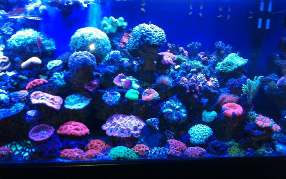 120 Gallon Reef aquarium with just the Hamilton T5 460nm Actinic Royal Blue running