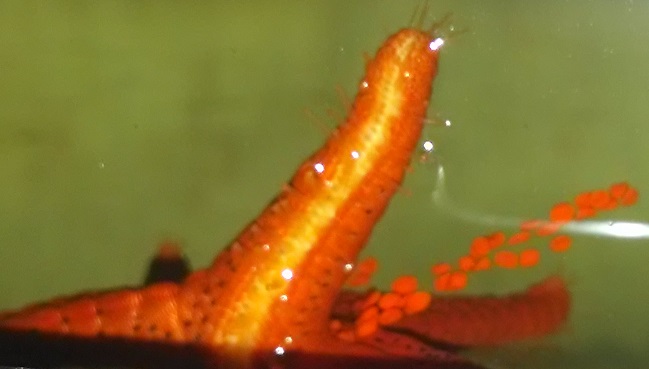 i dont know what is wrong with my starfish