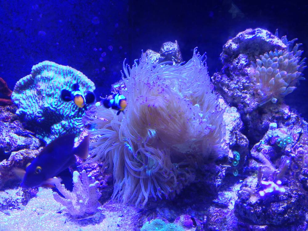 My elegance coral