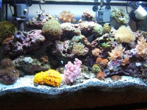 Tank Shot