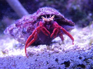 Scarlet Hermit
