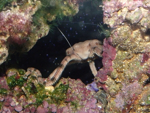 Alien Starfish Attack!