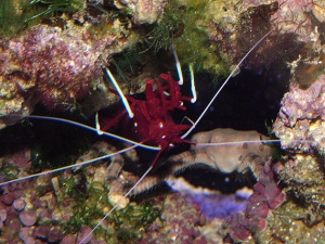 Fire Shrimp  ( Doc ) as I call him