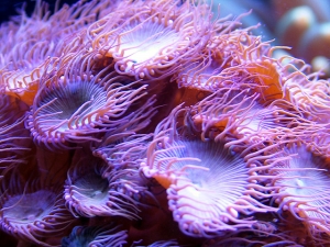 Long Tenticle Zoa
