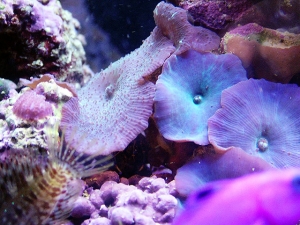 Purple Mushrooms