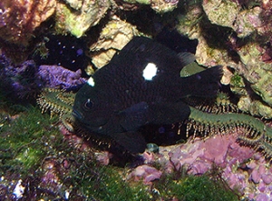 Domino Damsel