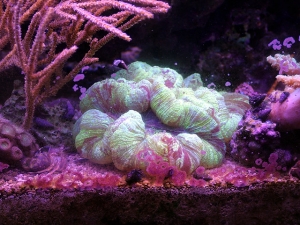 Green Brain