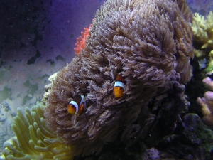 clownsinanthelia2