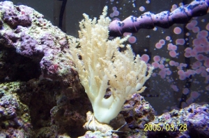 Soft_Coral