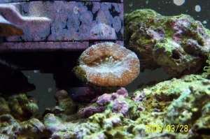 Soft_coral_3
