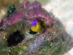 Dottyback