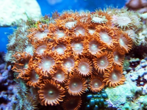 Orange Zoas