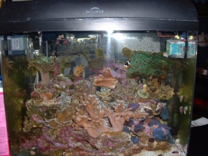 12 gal