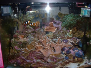12 gal reef