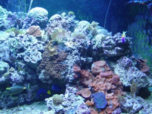 720 gal