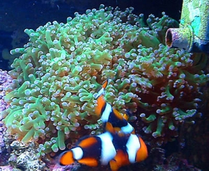 clowns & frogspawn