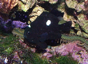 Domino Damsel