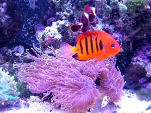 Maroon Clown and Flame Angel